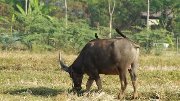 水牛が草を食べています。 — ストック動画