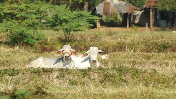 Two young calves — Stock Video