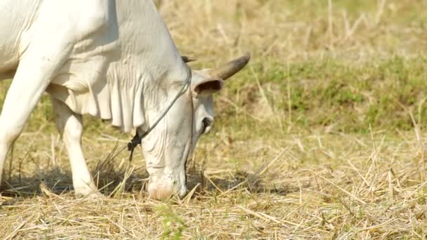 Αγελάδα είναι βοσκότοποι το γρασίδι — Αρχείο Βίντεο