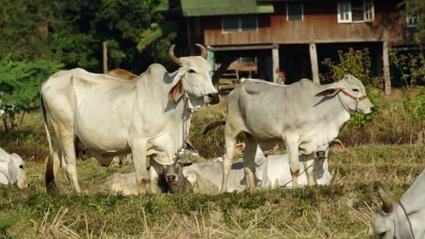 Cows standing and laying in the field — Stock Video