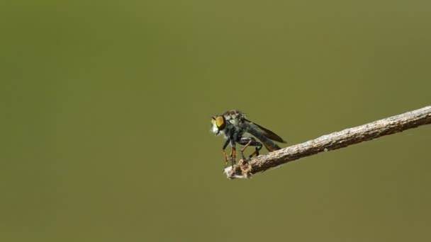 Voleur voler sur brindille — Video