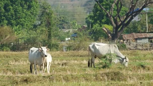 Ayakta ve çim otlayan inekler — Stok video