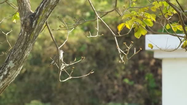 Taiga vliegenvanger op de boom — Stockvideo