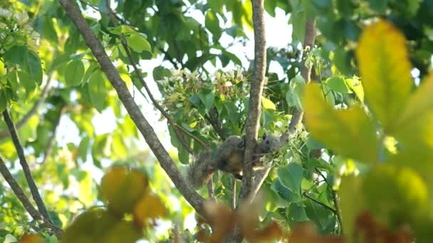 Eichhörnchen nimmt und frisst Pflanze — Stockvideo