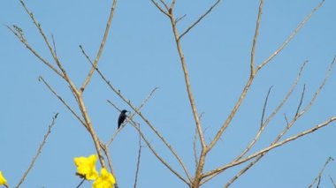 Mor Sunbird dinleniyor