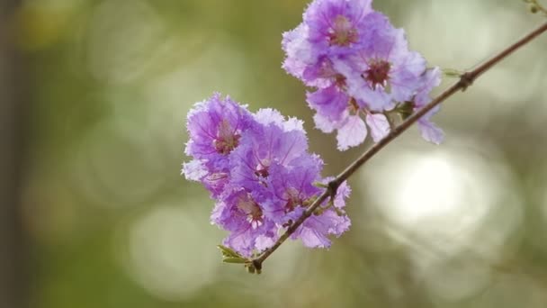 Fiore di bungor tailandese che trema con vento — Video Stock