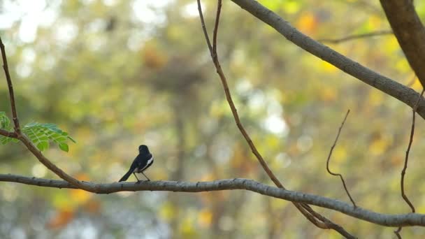 Saksağan robin ağaca dinleniyor — Stok video