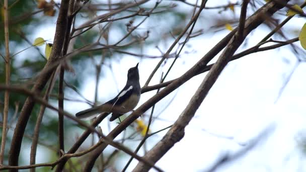 Oriental urraca Robin — Vídeo de stock