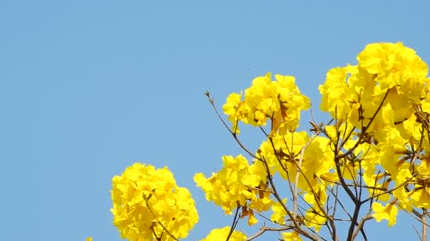 Altın ağaç çiçek gökyüzü altında — Stok video