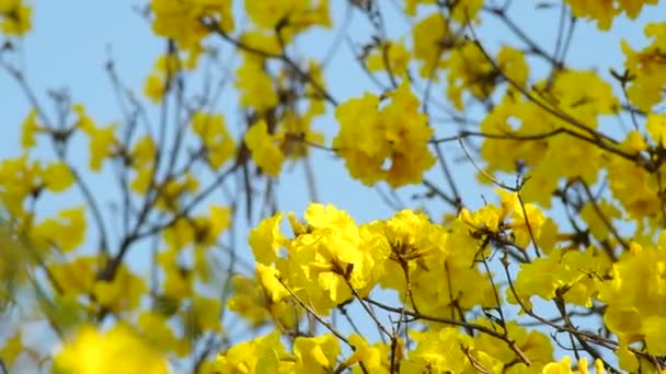 Golden tree flowers are shaking — Stock Video
