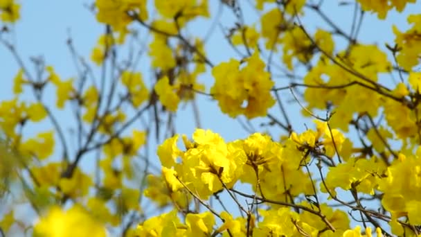 ゴールデン ツリーの花が揺れています。 — ストック動画