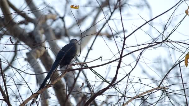 Green-billed Malkoha na gałęzi drzewa — Wideo stockowe