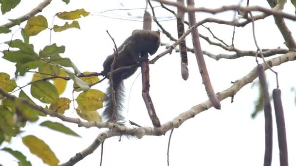 Écureuil prend et mange une graine — Video