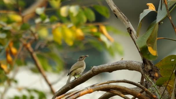 Bulbul de orelhas listradas está em pé no galho da árvore — Vídeo de Stock