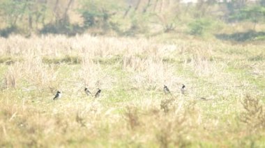 Siyah yakalı starling grup otlakta