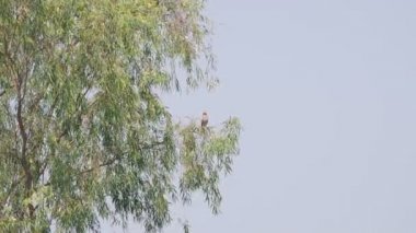 Oriental Şahini ağaç üzerinde