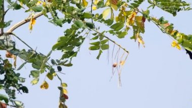 sunbird bir yiyecek bulma