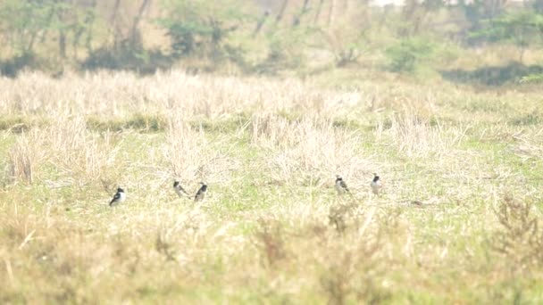 黑领椋鸟群在草地上 — 图库视频影像