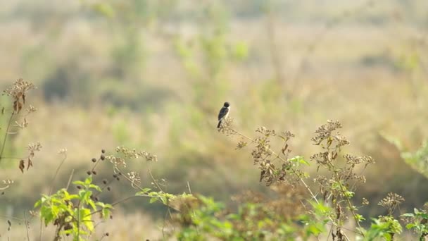 Schwarzkehlchen-Vogel bleibt oben auf der Anlage — Stockvideo