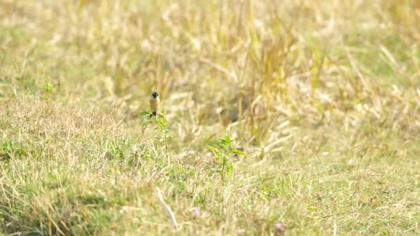 Stonechat pássaro encontrar comida — Vídeo de Stock