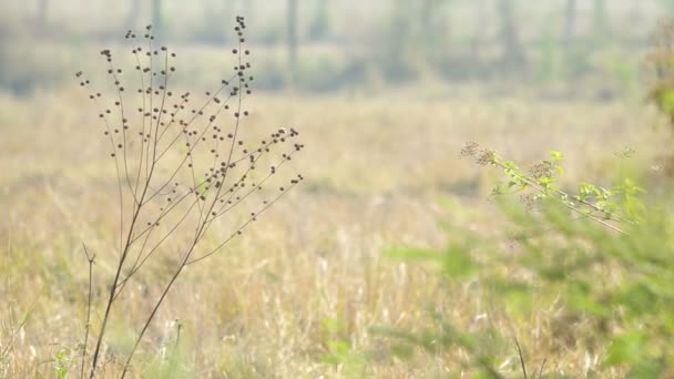 Сорняки на сухом рисовом поле — стоковое видео