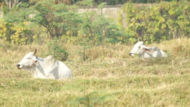 Dos vacas en el campo de arroz árido — Vídeos de Stock