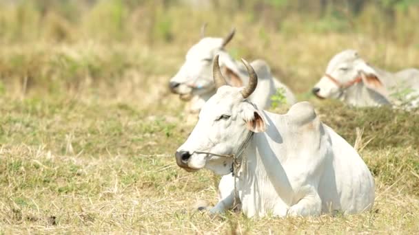 Vacas está poniendo y masticando — Vídeos de Stock