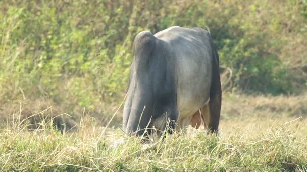 Vaca está comendo grama — Vídeo de Stock