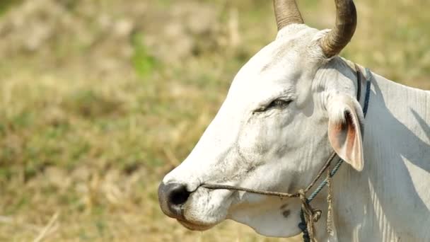 Корова с жевательным поведением — стоковое видео