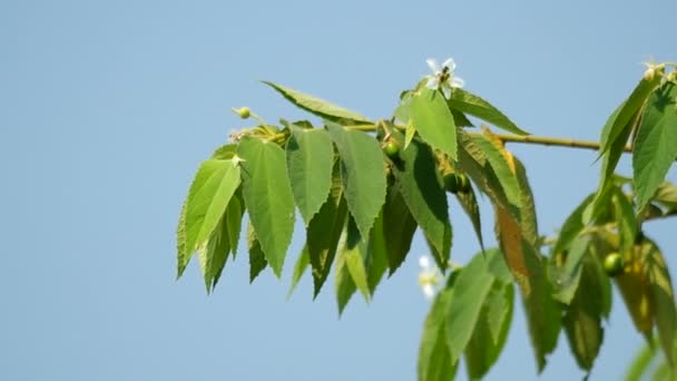 Feuille de cerise jamaïcaine et vent — Video