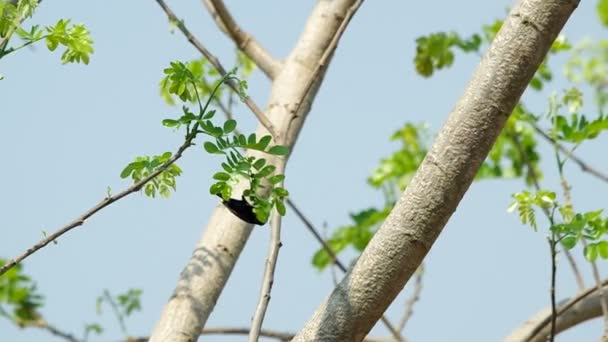 Sunbird está comendo — Vídeo de Stock