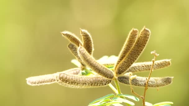 Vainas de semillas de la planta mimosa — Vídeos de Stock