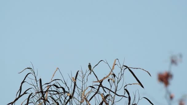 Сірий грудьми Prinia на дереві — стокове відео