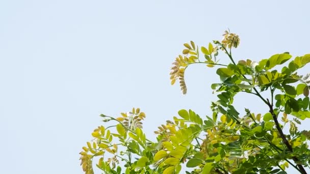 Brotação de plantas tropicais — Vídeo de Stock