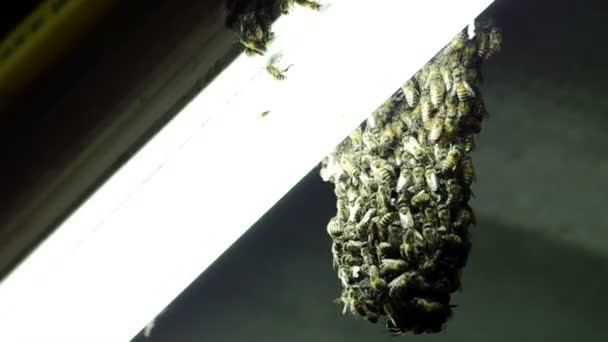 Bee groeperen op de fluorescentie-lamp — Stockvideo