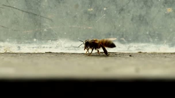 Abeja utilizar sus patas traseras frotar el abdomen — Vídeo de stock