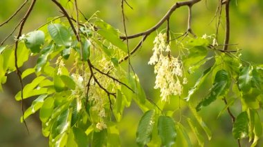 Beyaz Meranti çiçek ve sürgün