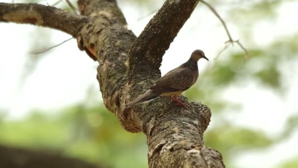 Colomba maculata è girare intorno — Video Stock