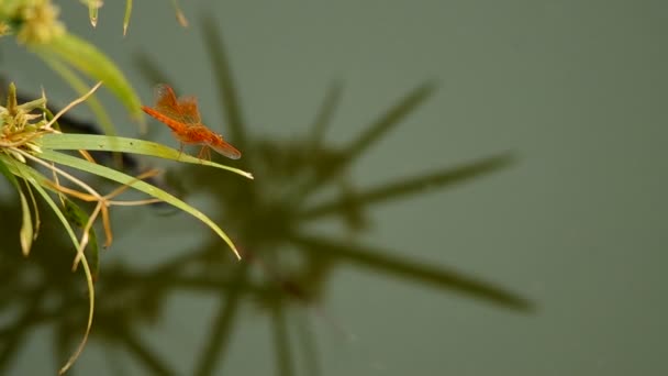 Libelle ruht auf der Pflanze — Stockvideo