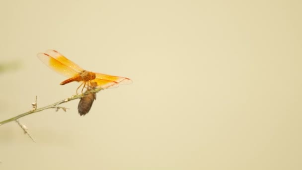 Dragonfly is vliegen en terugkeer op de tak — Stockvideo