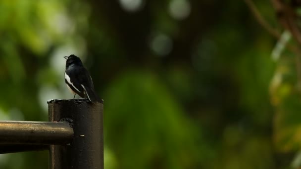 Orientaliska Magpie Robin vilar på metall stången — Stockvideo