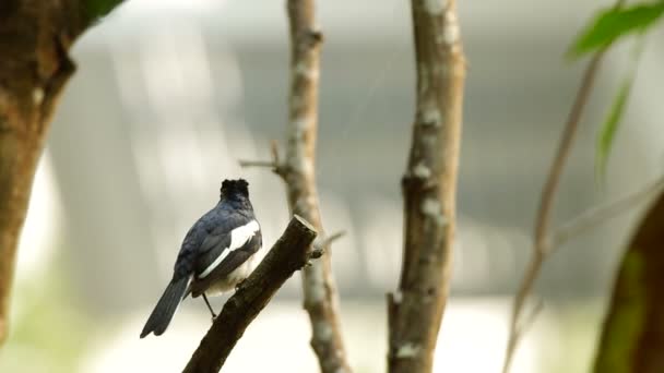 Oriental Magpie Robin rustend op de tak — Stockvideo