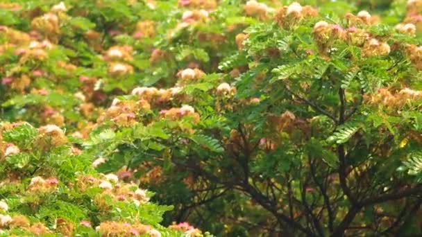 Baldacchino dell'albero della pioggia con scuotimento del fiore — Video Stock