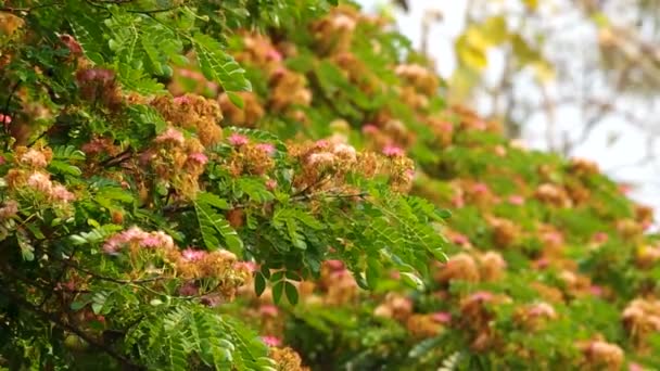Baldacchino dell'albero della pioggia con fiore — Video Stock