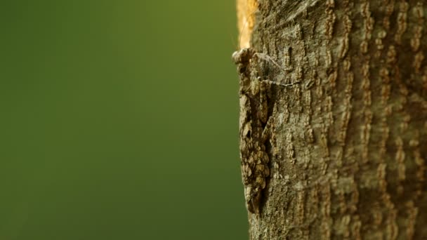 Camouflage mantis op de boom — Stockvideo