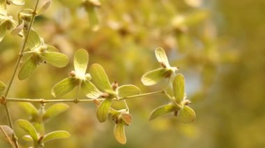 Yünlü Congea çiçek