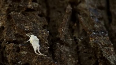 flatid planthopper kabuğu üzerinde