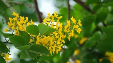 Hint gül ağacı çiçek çiçek