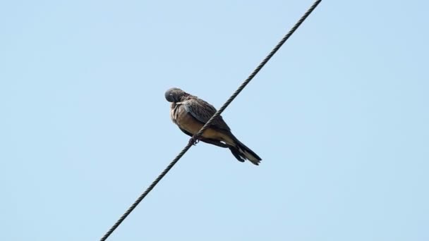 Spotted dove on the cable wire — Stock Video