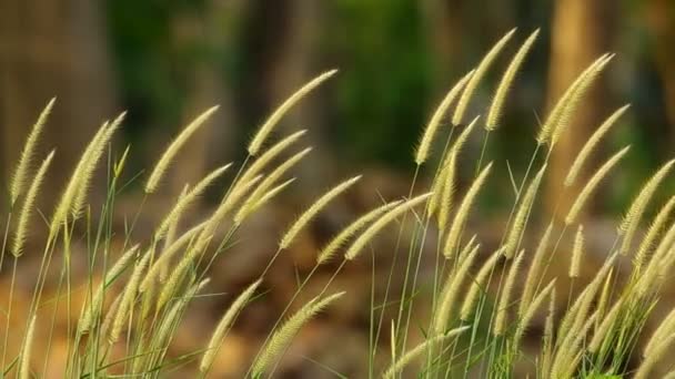 Hierba flor y viento — Vídeo de stock